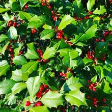 Feeling Gifty? Selections Sure to Please Food Lovers