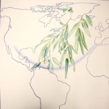 En Exposición Binacional Revisan La Vida Migrante De Las Plantas En El Museo De Arte