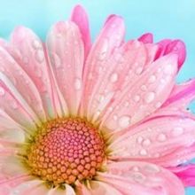 DPAC Announces Date For Spring Virtual Food Drive