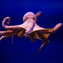NATURE'S 'Octopus: Making Contact' Airs on PBS on Oct. 2