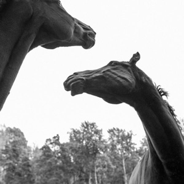 HFH Productions to Debut FOAL by Titas Halder at Finborough Theatre Photo