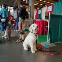 The Italian Festival Hosts Grape Stomp, Bocce Tournament, Dog Show, and More
