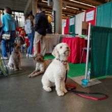 The Italian Festival Hosts Grape Stomp, Bocce Tournament, Dog Show, and More