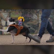 Crafty Cats, Muddy Mutts, and Crazy Corgis are Up Next on WORLD'S FUNNIEST ANIMALS