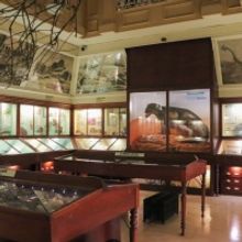 Warrington Museum Recognised By Arts Council For Excellent Standards