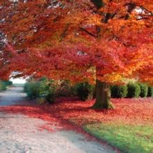 Marina's Menu and Lifestyle: FALL FOR HEALTHY HABITS