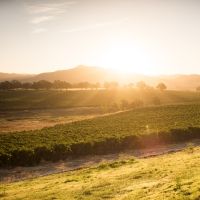ANCIENT PEAKS WINERY for Bright and Beautiful White Wines