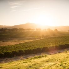 ANCIENT PEAKS WINERY for Bright and Beautiful White Wines
