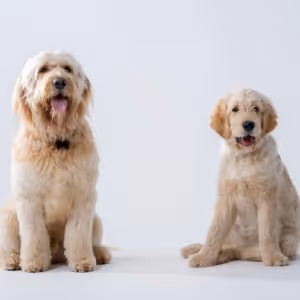 Canine Stars For ANNIE Announced As Tickets Go On Sale