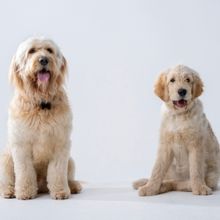 Canine Stars For ANNIE Announced As Tickets Go On Sale