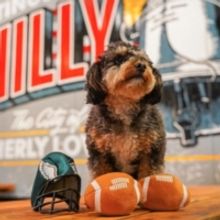1ST PHILADELPHIA BARK BOWL by Craft Hall and Pennsylvania SPCA on Saturday 2/12