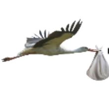 New Musical THE STORK DERBY To Have Developmental Readings At Amas Musical Theatre & 