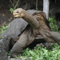 Story Of 'Lonesome George' Inspires New 3D CGI Animation Film From 8th Gear…
