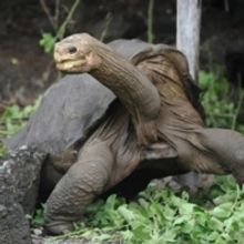 Story Of 'Lonesome George' Inspires New 3D CGI Animation Film From 8th Gear Entertain