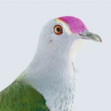 Manly Art Gallery & Museum Presents BIRDLAND Exhibition