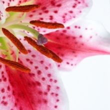 Send MOTHER'S DAY GIFTS for the Win