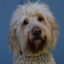 Franklin Performing Arts Company To Present ANNIE This Month