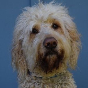 Franklin Performing Arts Company To Present ANNIE This Month