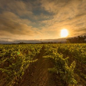Two Delightful Wines for Holiday Cheer