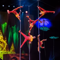 Cirque du Soleil’s OVO Brings a Bold New Buzz to New Orleans