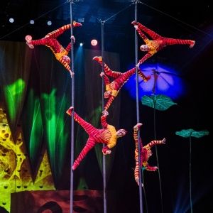 Cirque du Soleil’s OVO Brings a Bold New Buzz to New Orleans