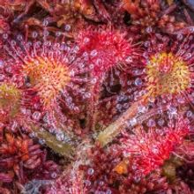 Palm Beach Photographic Centre To Exhibit LIGHT WAVES By Nature Photographer Craig Bl