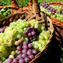 HOPWINE Virtual Wine Fair – An Extraordinary Wine Tasting Experience for Trade and 