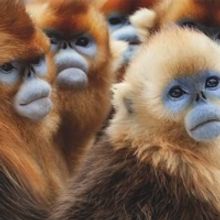 SEVEN WORLDS, ONE PLANET to Premiere on AMC Networks This January