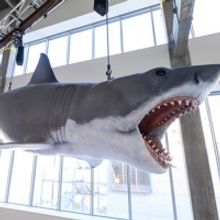 Academy Museum Installs The Only Surviving Shark Model From the 1975 Film JAWS