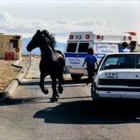New Restoration of Nina Menkes' THE BLOODY CHILD to Premiere at 2021 New York Film…