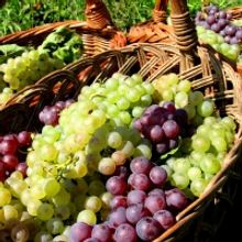 Côtes du Rhône AOC Wines-Be Creative With Your Pairings