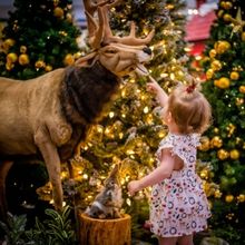 FROSTED – A Winter Spectacular! to Celebrate Christmas in July