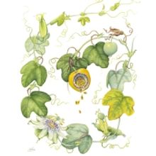 Pompano Beach Arts Presents FRUITION, An Exhibition Focused On Florida's Native Plant