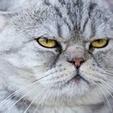 Theatre Rhinoceros Presents CATS! by John Fisher