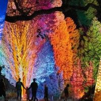 Australian Debut Of LIGHTSCAPE Comes to Royal Botanic Gardens Melbourne