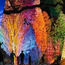 Australian Debut Of LIGHTSCAPE Comes to Royal Botanic Gardens Melbourne