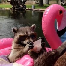 Confused Cockatoos, Pool Pooches, and More Are Up Next On World's Funniest Animals On