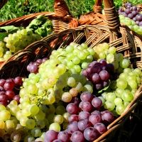 ROYAL WINE Presents Passover Wines for Every Mood, Food and Budget
