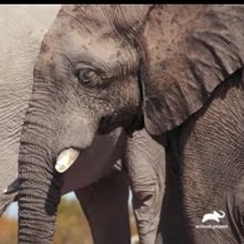 Animal Planet Premieres Three-Part Television Event WALKING WITH ELEPHANTS Dec. 15