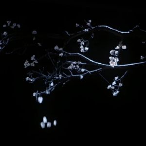VIDEO: New Trailer For The Royal Opera's MADAMA BUTTERFLY
