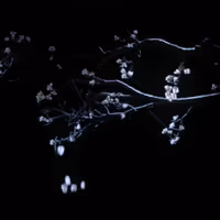 VIDEO: New Trailer For The Royal Opera's MADAMA BUTTERFLY Video