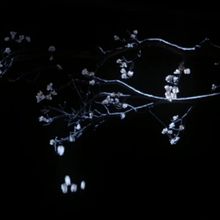 VIDEO: New Trailer For The Royal Opera's MADAMA BUTTERFLY