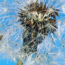 Theater 29 to Present EMERGENCE This Month