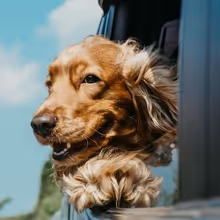 WHO'S A GOOD BOY to Bring Dog Stories to Stories on Stage in Denver