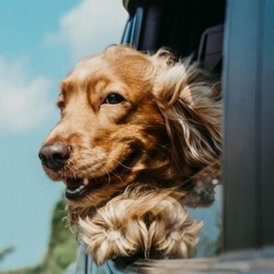 WHO'S A GOOD BOY to Bring Dog Stories to Stories on Stage in Denver