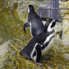 VIDEO: Check Out This Adorable Video of Penguins Playing to Opera Music