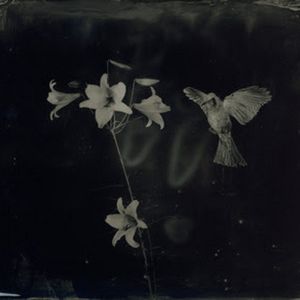 Exhibition by Yamamoto Masao: AMBROTYPES Will be on View at Yancey Richardson