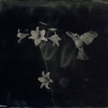 Exhibition by Yamamoto Masao: AMBROTYPES Will be on View at Yancey Richardson