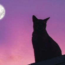 Tricks and Treats Coming to Crow's Theatre This Halloween!