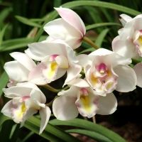 MOTHER'S DAY-Celebrate Mom and Start Gifting